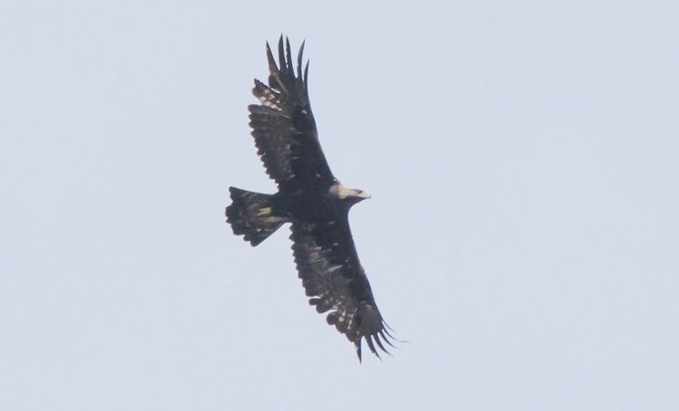 Aquila reale  - Giovanni Fontana