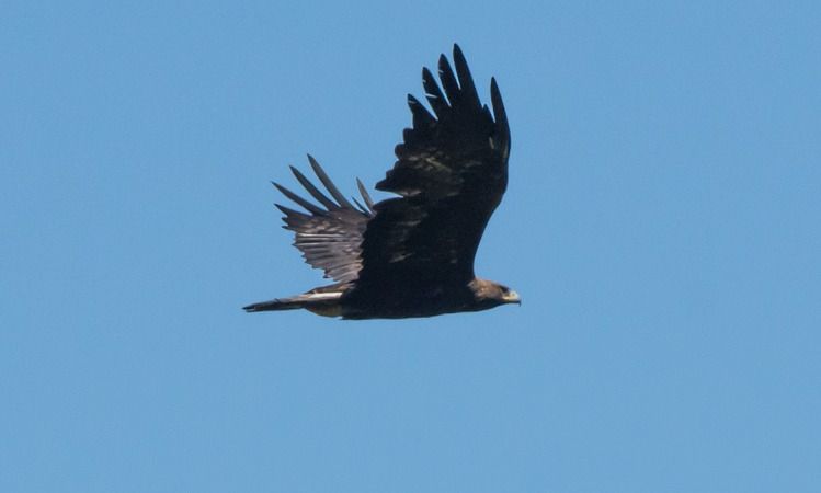 Aquila reale  - Giovanni Fontana