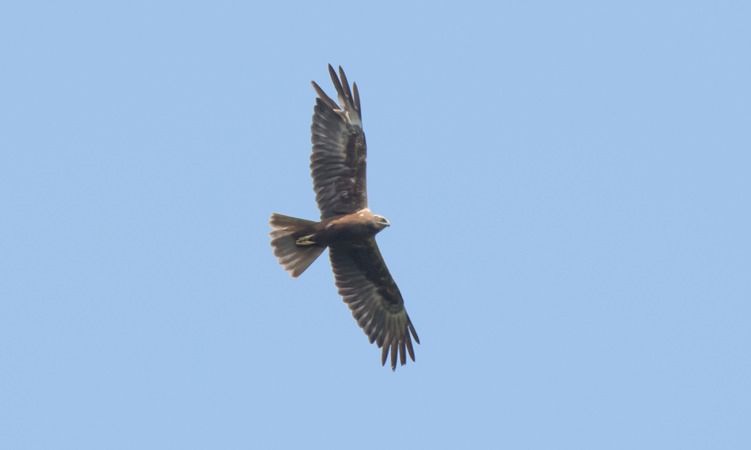 Falco di palude  - Giovanni Fontana