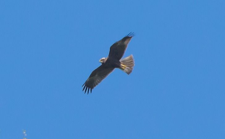 Falco di palude  - Giovanni Fontana