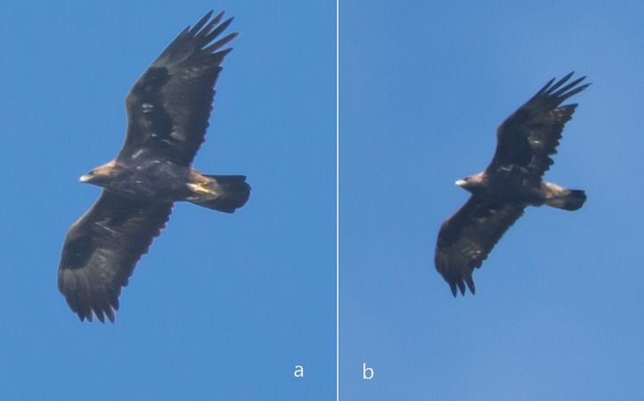 Aquila reale  - Giovanni Fontana