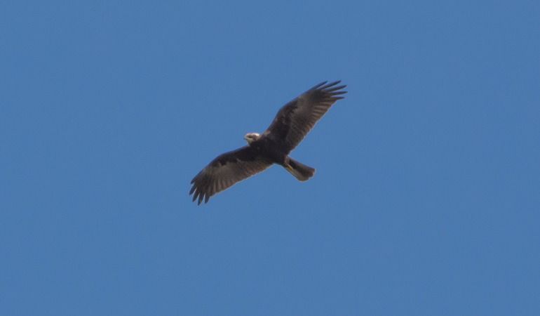 Falco di palude  - Giovanni Fontana
