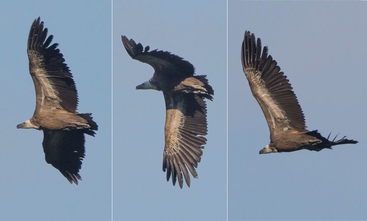 Grifone  - Giovanni Fontana
