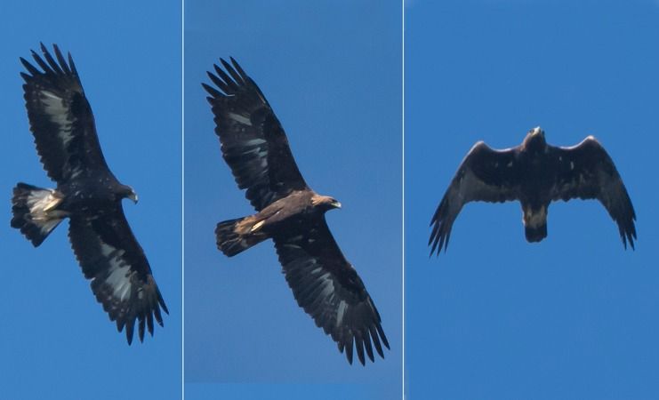 Aquila reale  - Giovanni Fontana