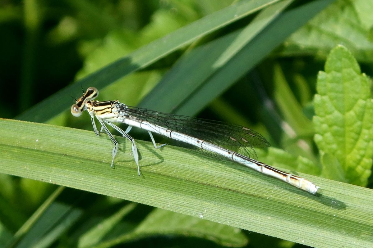 Platycnemis pennipes  - Fausto Leandri