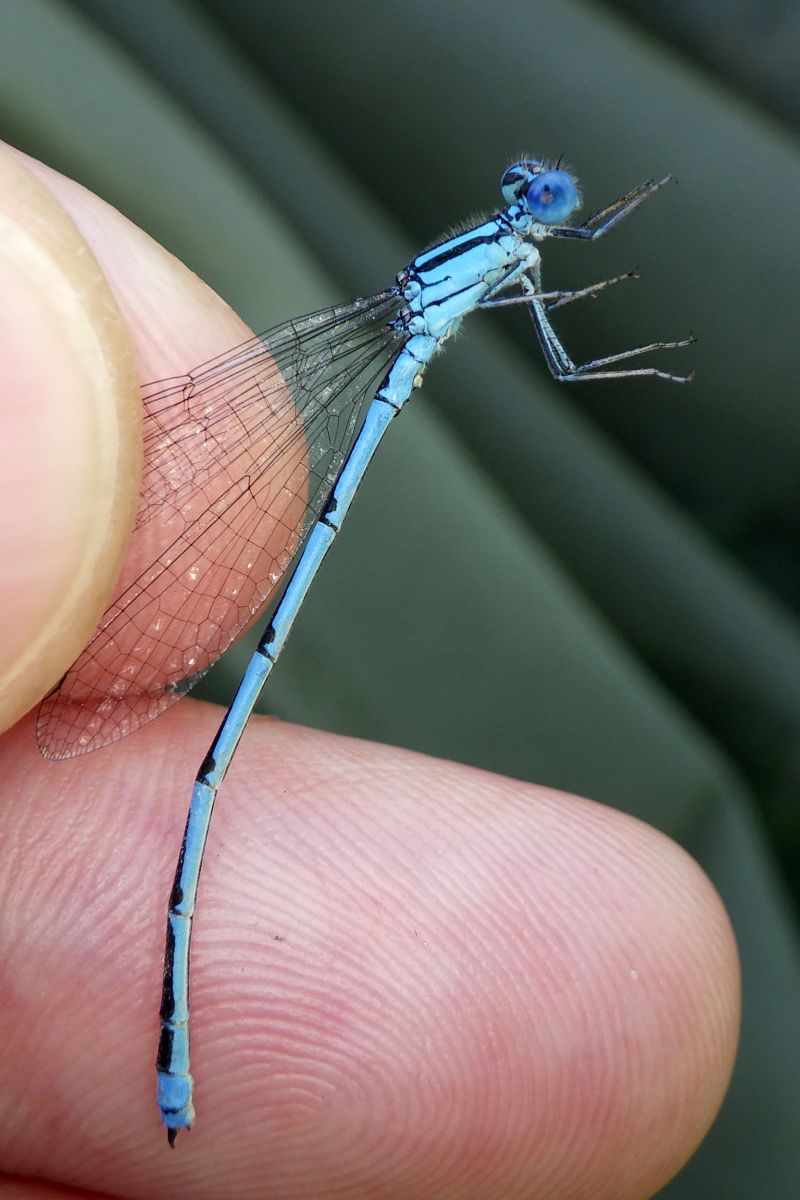Erythromma lindenii  - Fausto Leandri