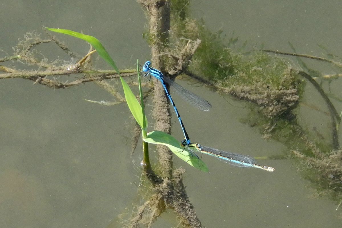 Erythromma lindenii  - Fausto Leandri