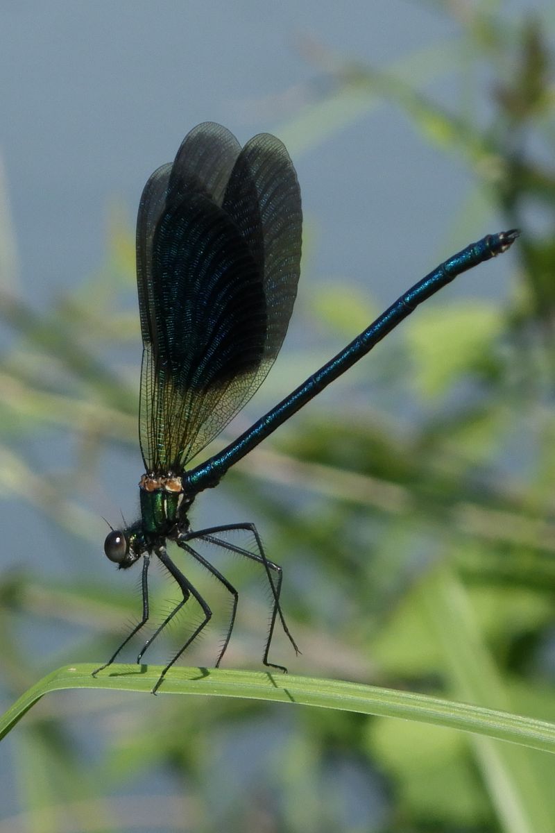 Calopteryx splendens  - Fausto Leandri