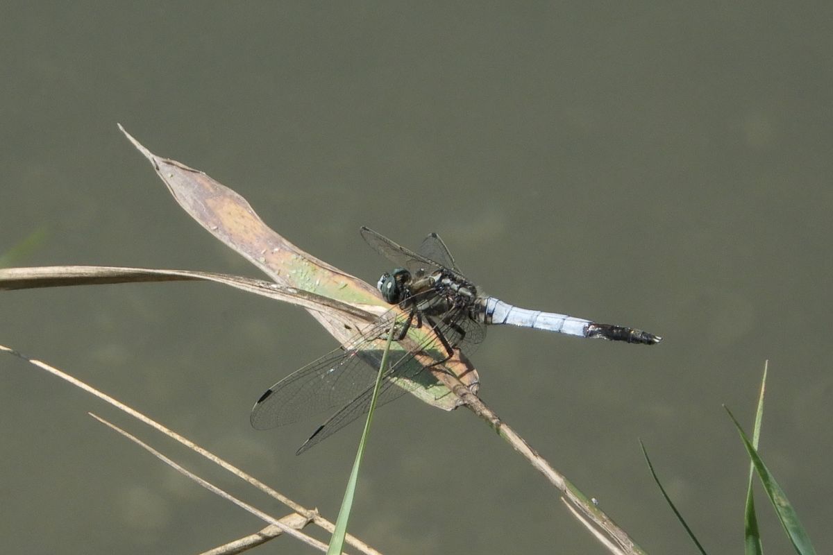 Orthetrum albistylum  - Fausto Leandri