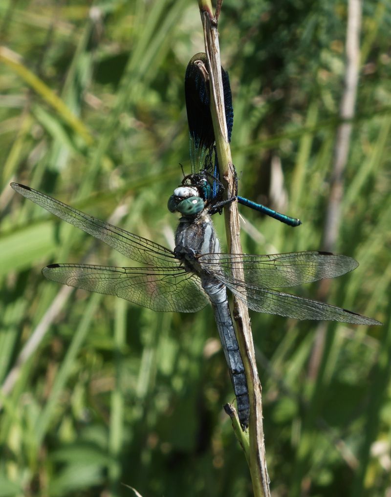 Orthetrum albistylum  - Fausto Leandri