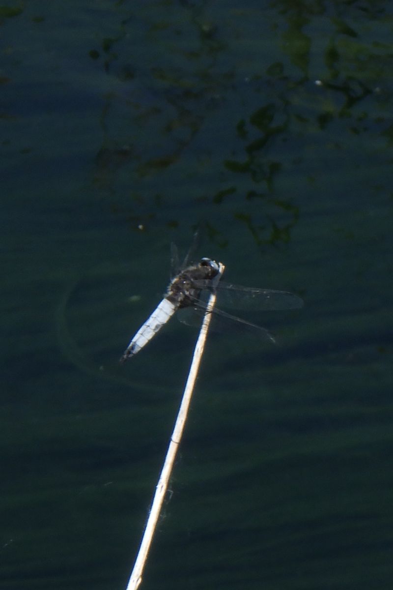 Libellula fulva  - Fausto Leandri