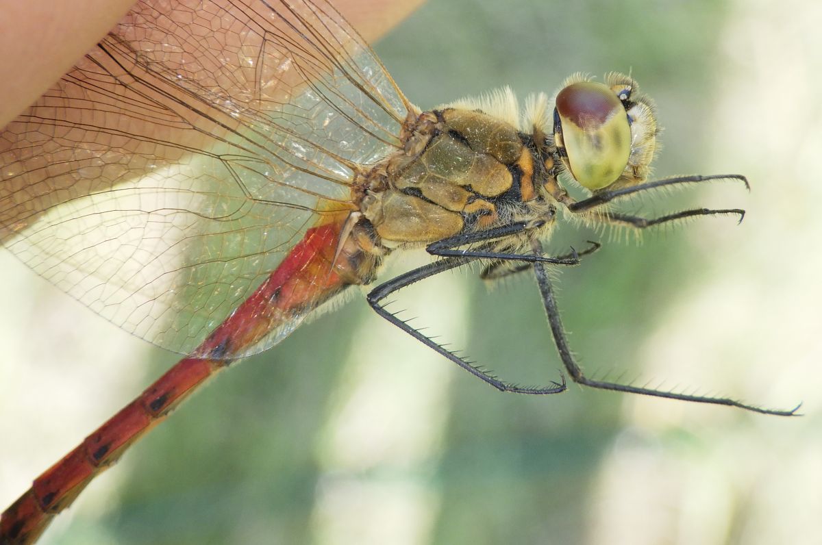 Sympetrum depressiusculum  - Fausto Leandri