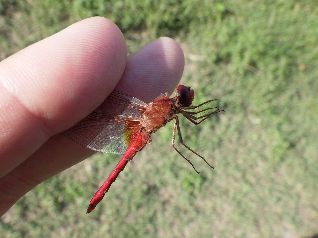 Crocothemis erythraea  - Fausto Leandri