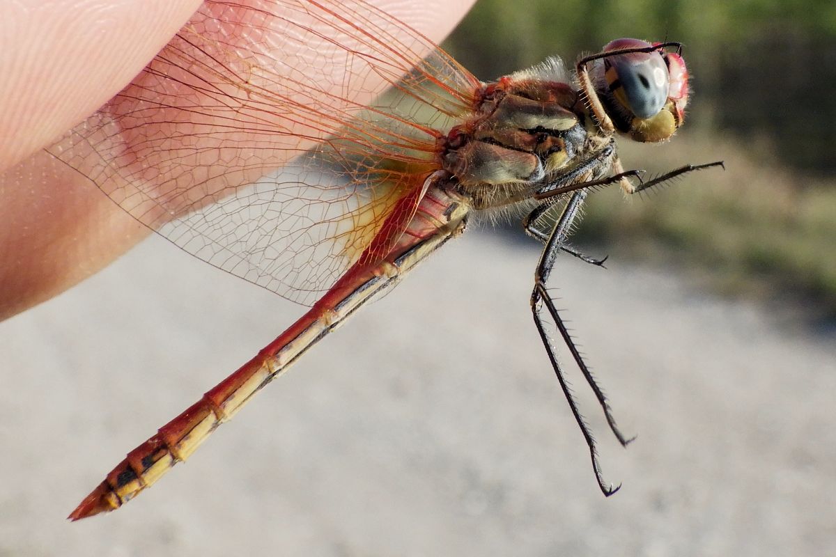 Sympetrum fonscolombei  - Fausto Leandri