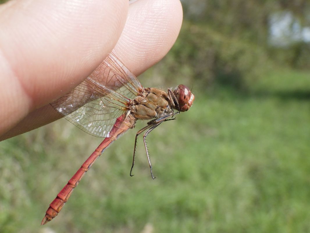 Sympetrum meridionale  - Fausto Leandri