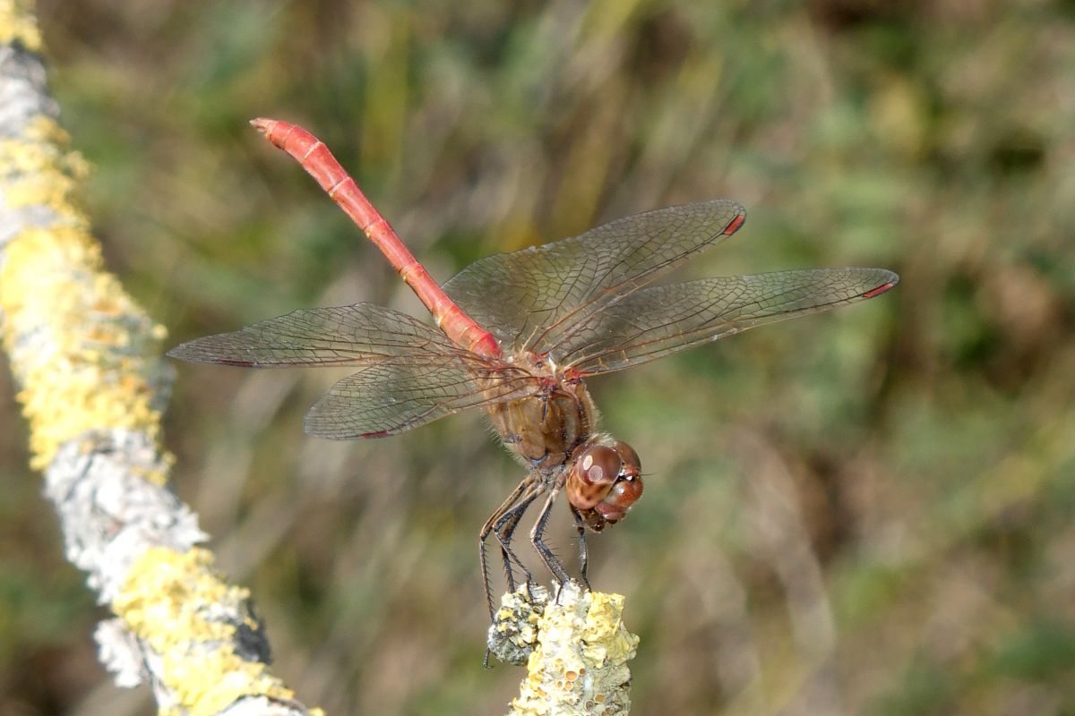 Sympetrum meridionale  - Fausto Leandri