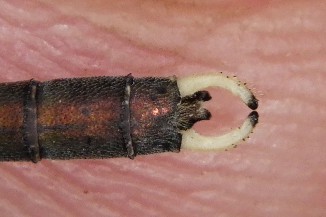 Lestes parvidens  - Fausto Leandri