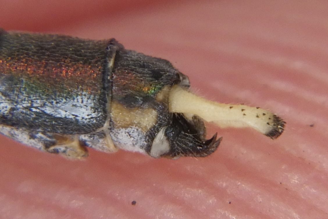 Lestes parvidens  - Fausto Leandri
