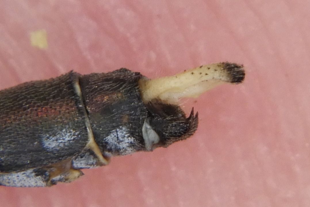 Lestes parvidens  - Fausto Leandri