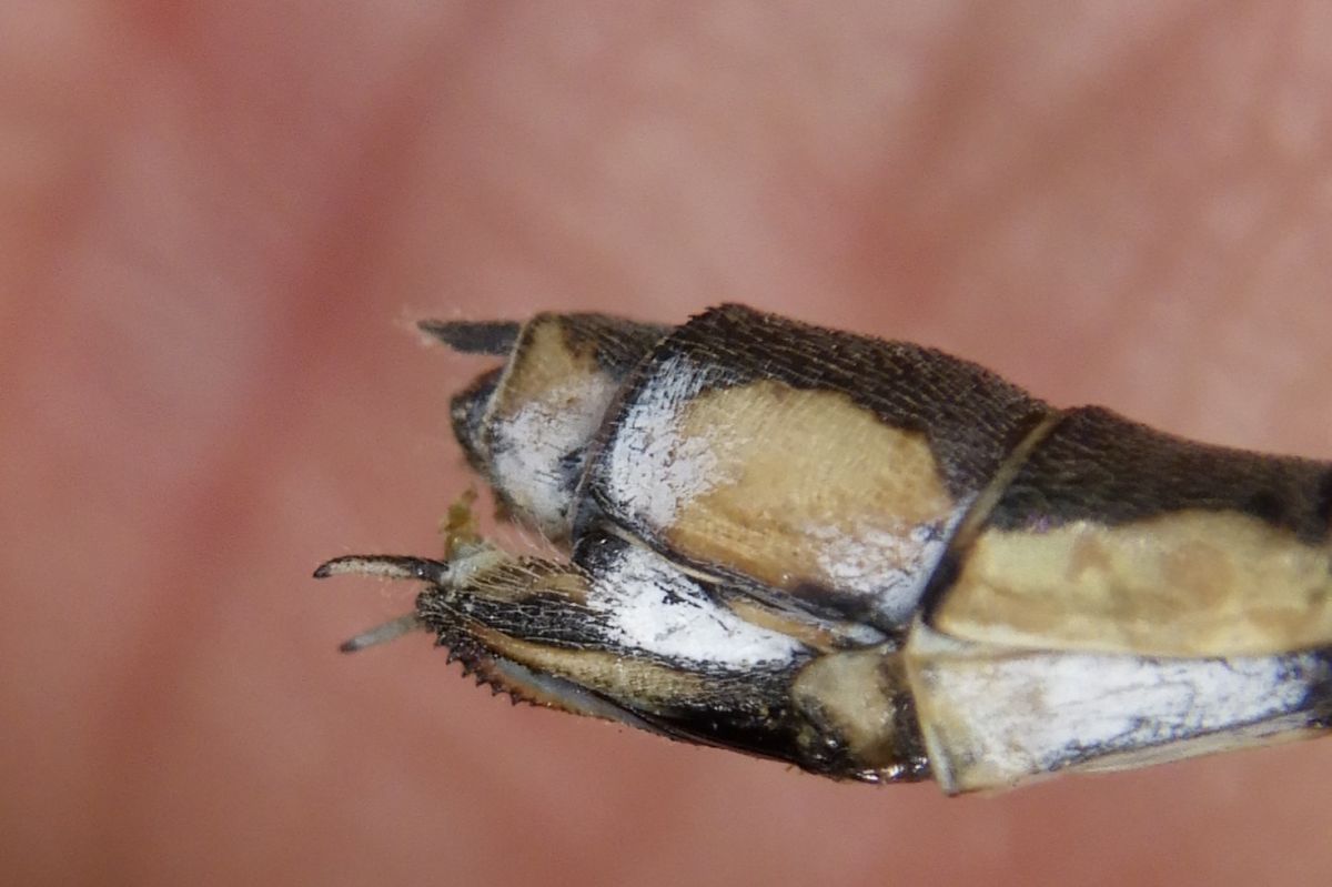 Lestes parvidens  - Fausto Leandri