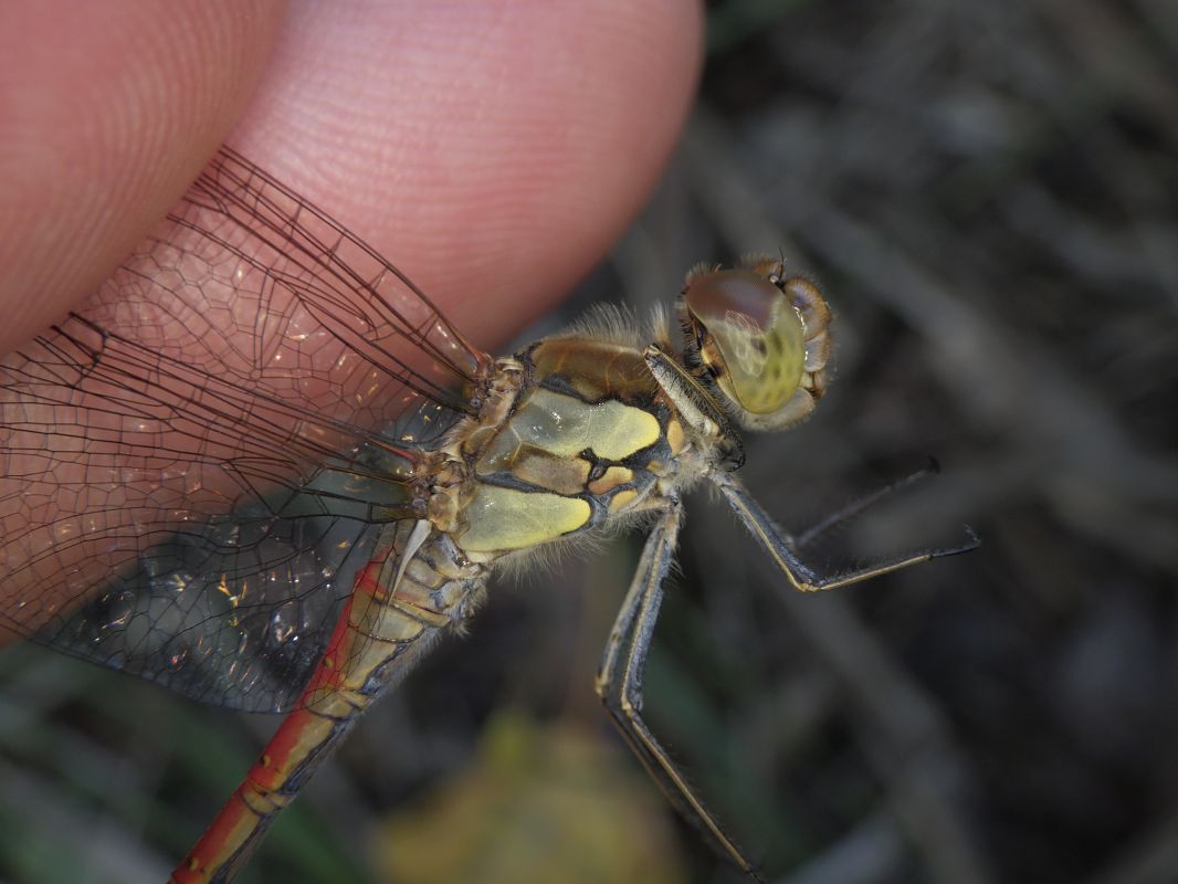 Sympetrum striolatum  - Fausto Leandri
