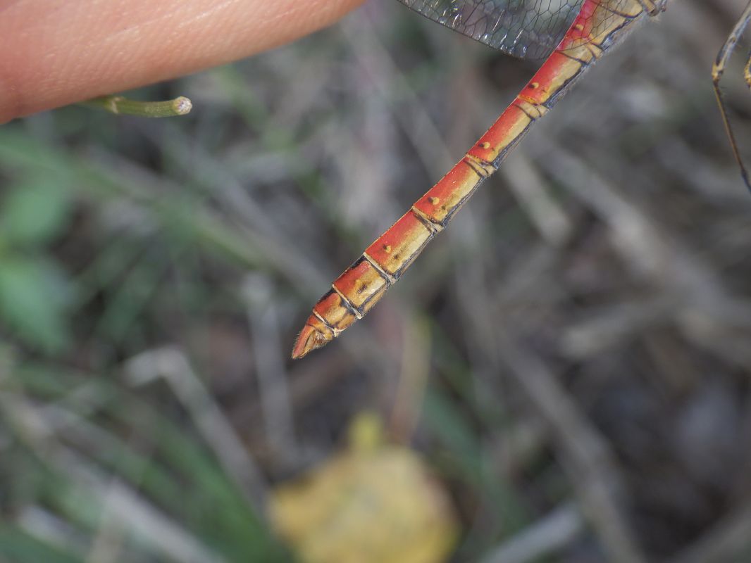 Sympetrum striolatum  - Fausto Leandri