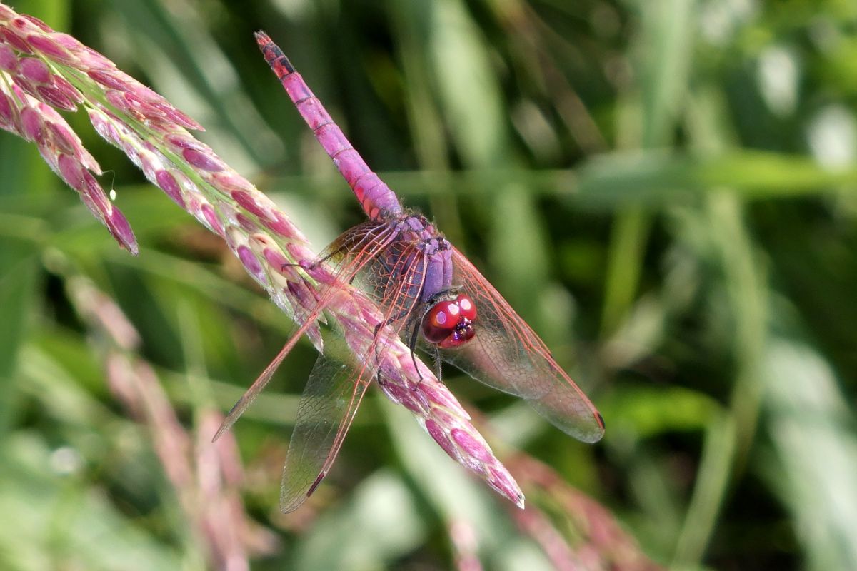 Trithemis annulata  - Fausto Leandri