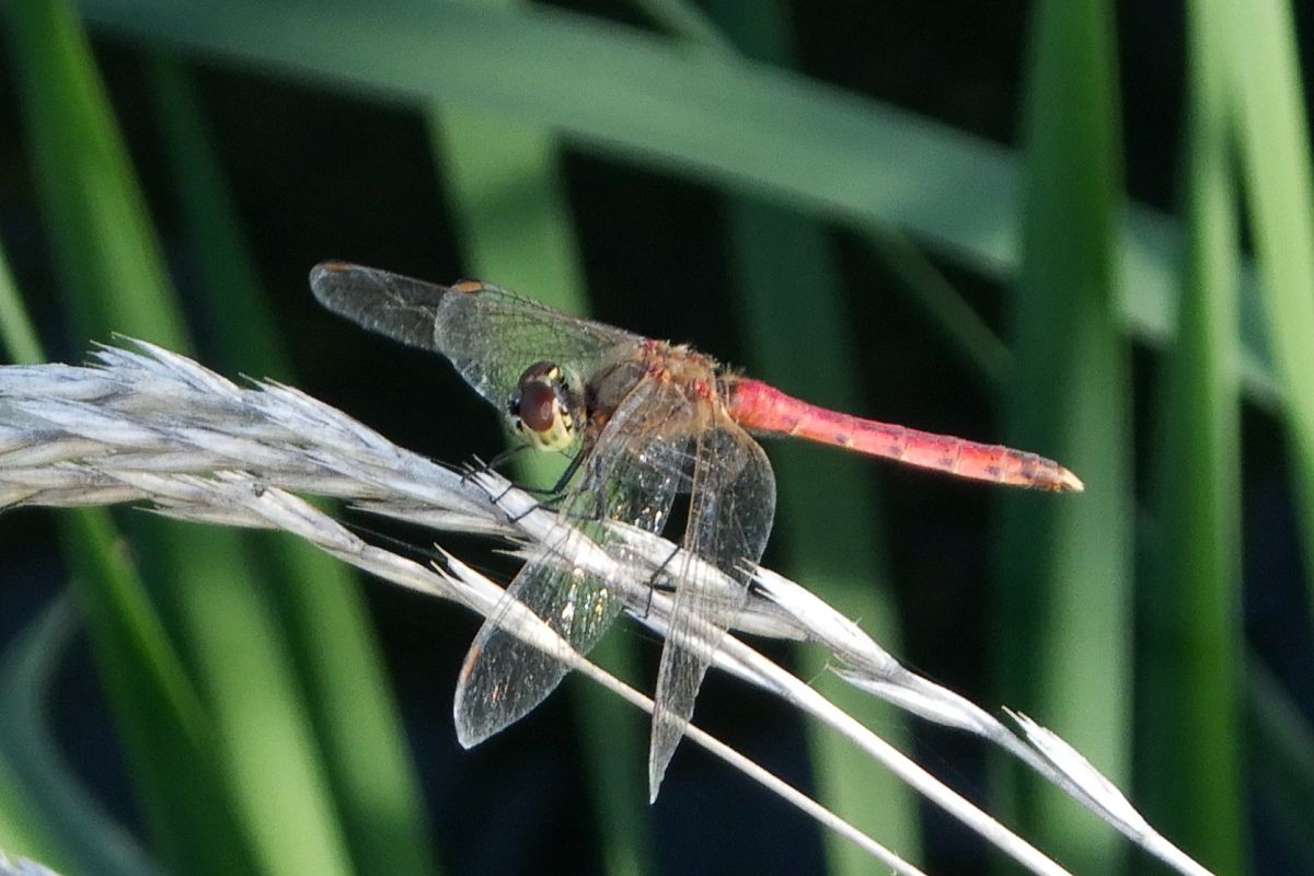 Sympetrum depressiusculum  - Fausto Leandri