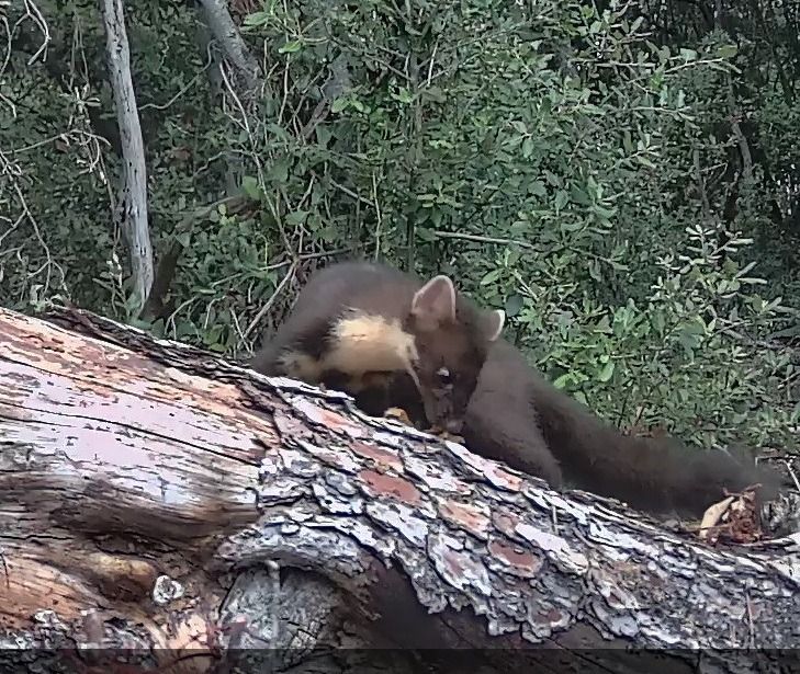 Martora  - Gianmarco Accinelli