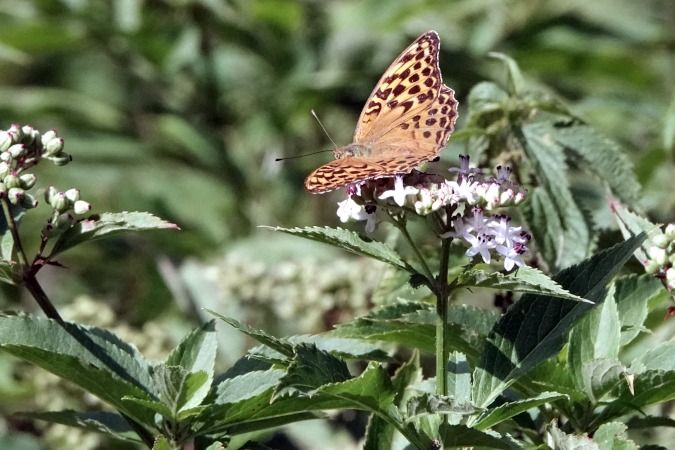 Argynnis paphia  - Lino Veronesi