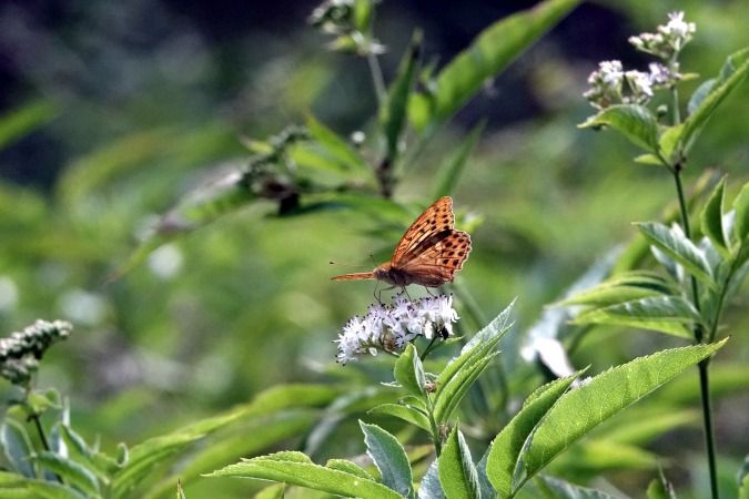 Argynnis paphia  - Lino Veronesi