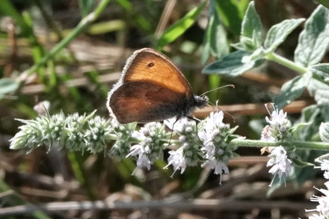 Coenonympha pamphilus  - Lino Veronesi