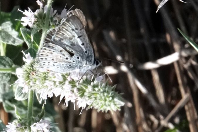 Lycaena tityrus  - Lino Veronesi