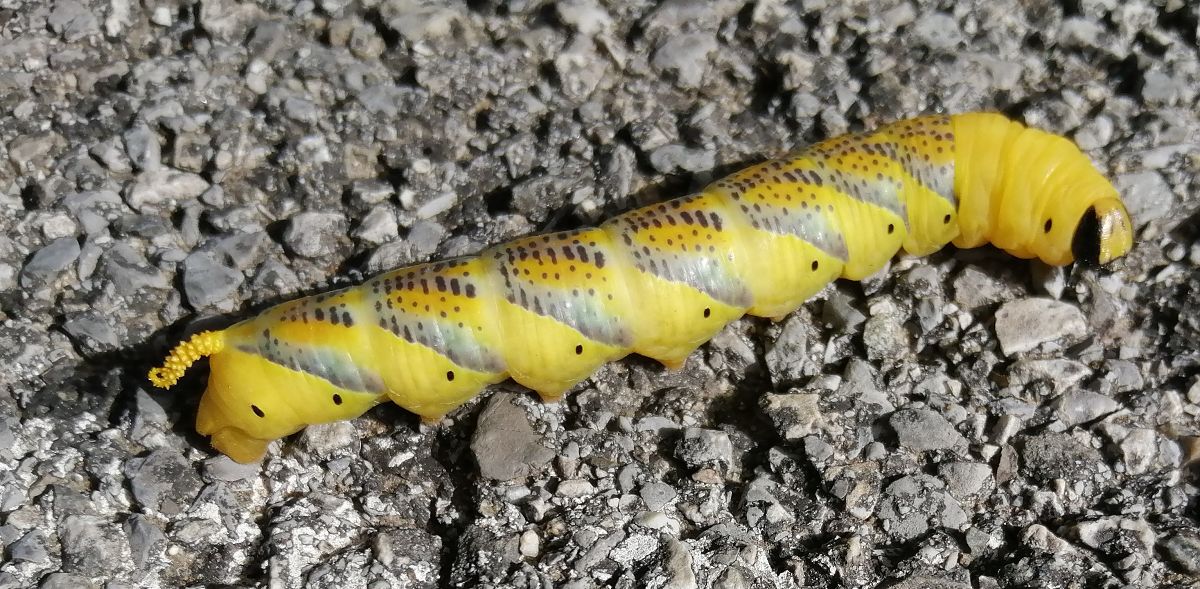 Sphingidae sp.  - Gianpaolo Corti