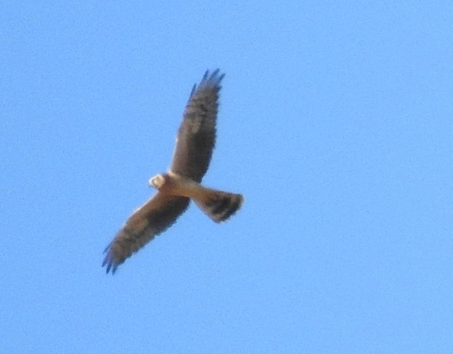 Albanella pallida  - Stefano Bassi