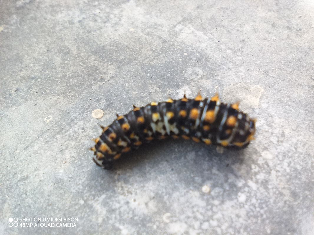 Papilio machaon  - Claudio Danesi
