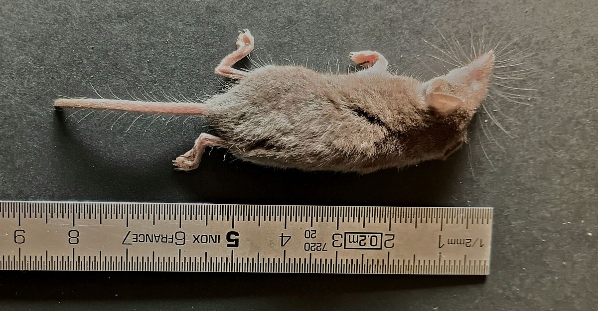 Crocidura minore  - Giovanni Boano