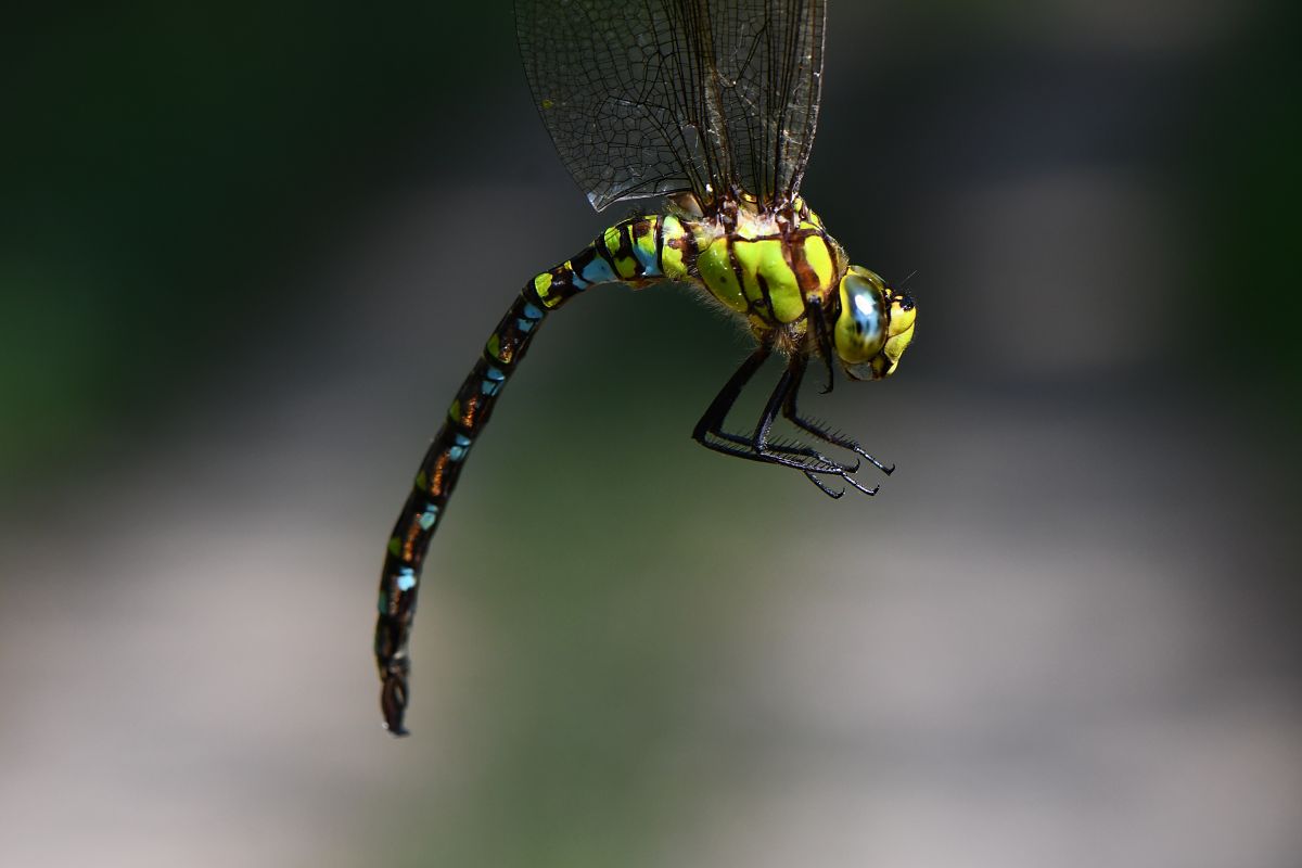 Aeshna cyanea  - Marco Ricci