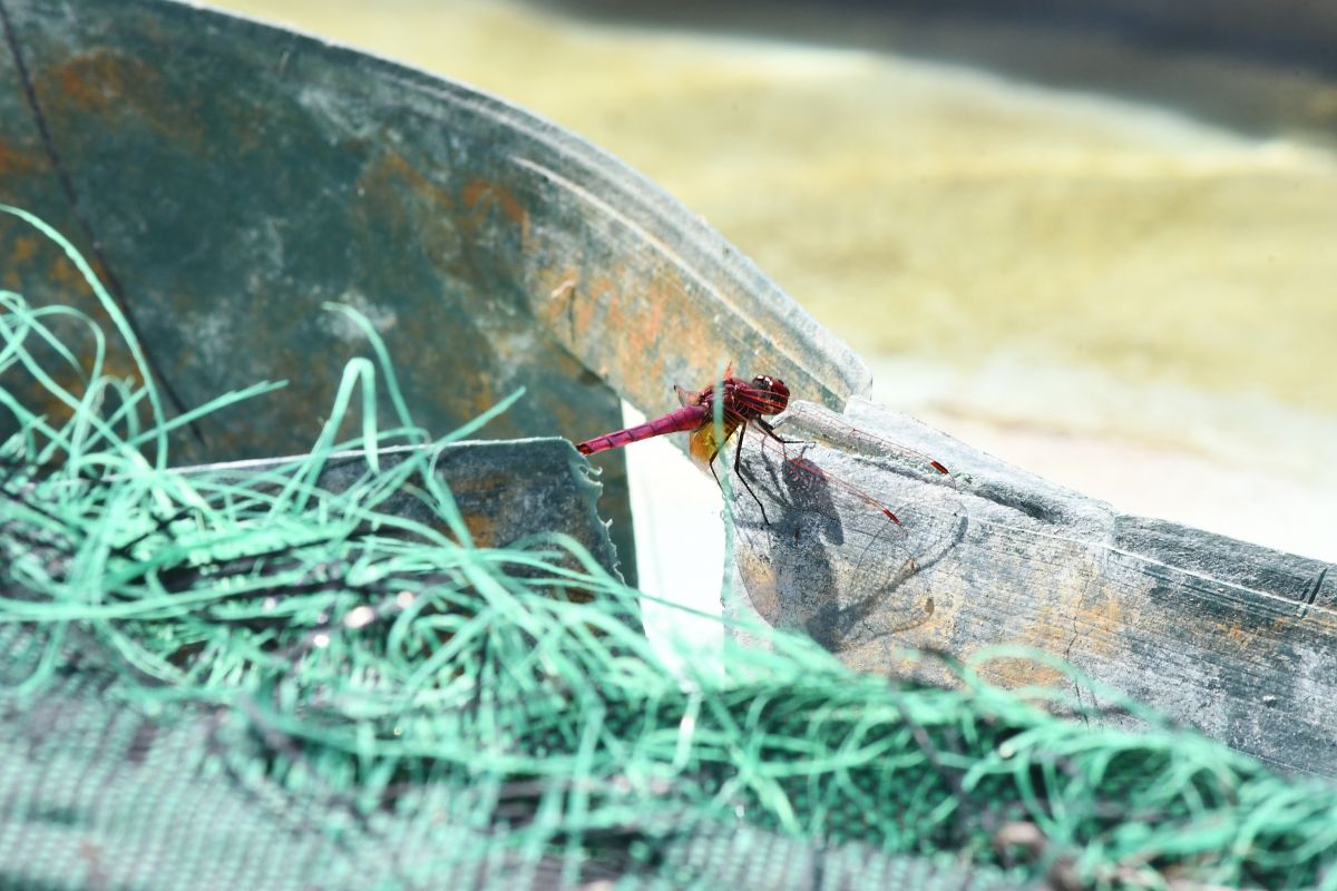 Trithemis annulata  - Marco Ricci