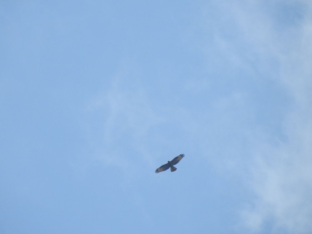 Falco pecchiaiolo  - Niccolò Ghionzoli