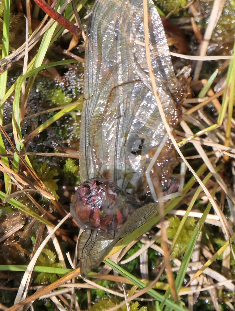 Aeshna juncea  - Fabio Angeli