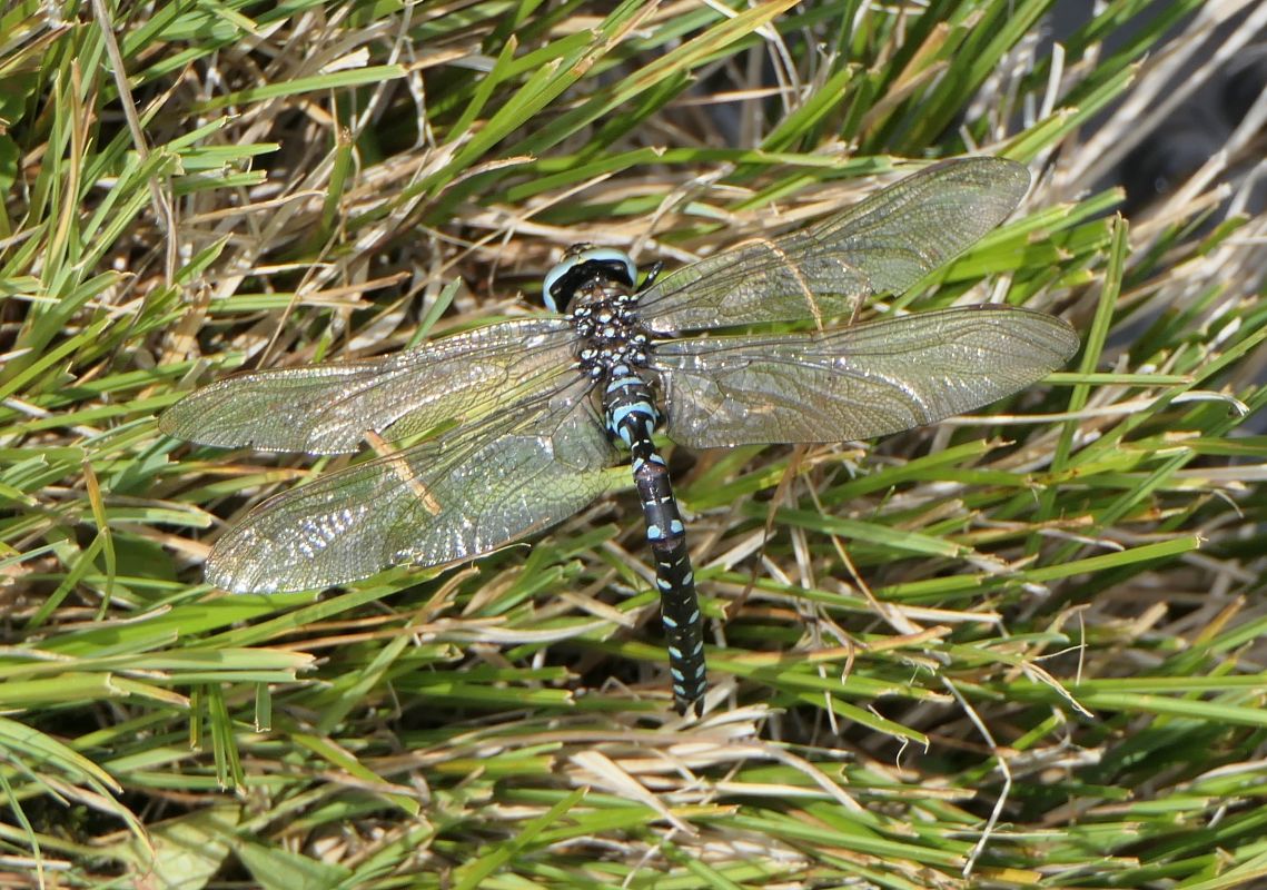 Aeshna juncea  - Fabio Angeli