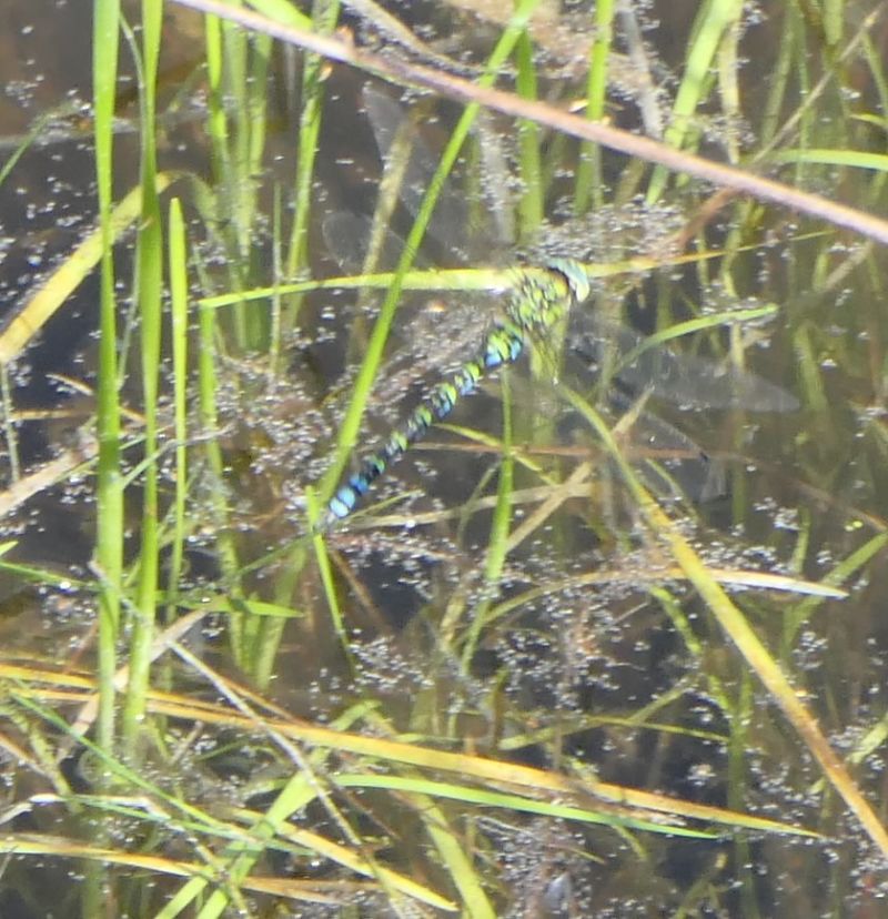 Aeshna cyanea  - Fabio Angeli