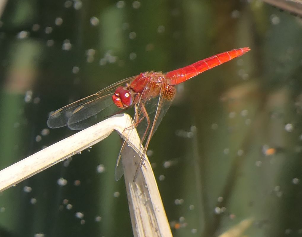 Crocothemis erythraea  - Fabio Angeli