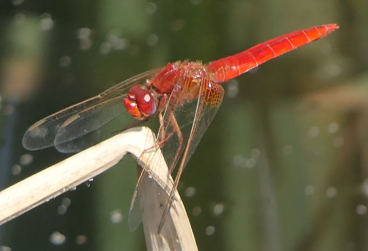Crocothemis erythraea  - Fabio Angeli