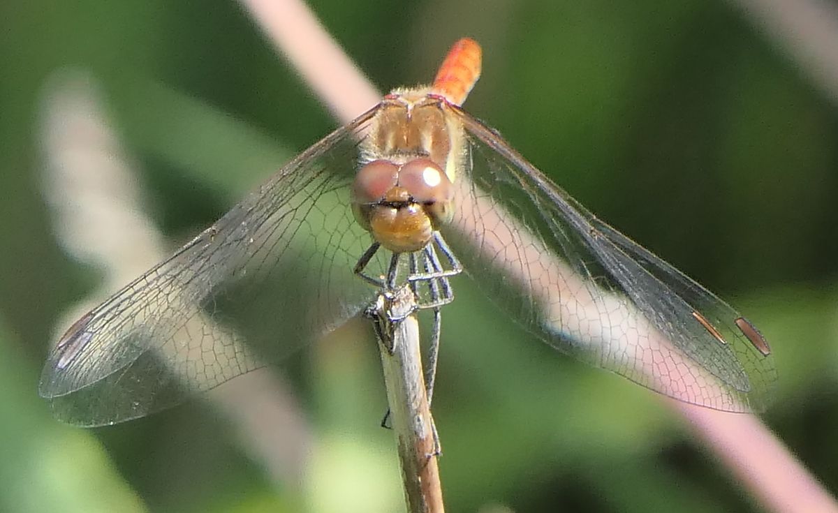 Sympetrum striolatum  - Fabio Angeli