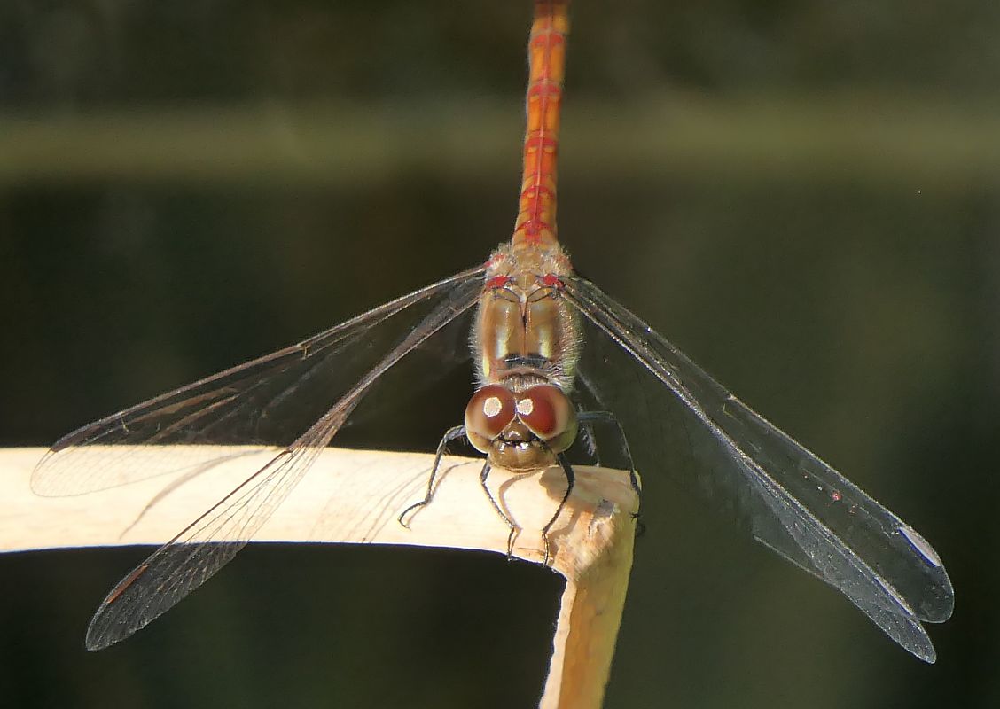 Sympetrum striolatum  - Fabio Angeli
