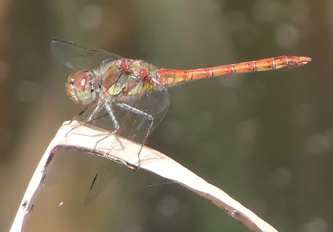 Sympetrum striolatum  - Fabio Angeli