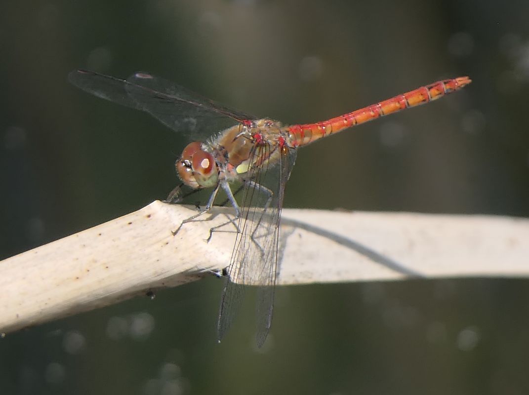 Sympetrum striolatum  - Fabio Angeli