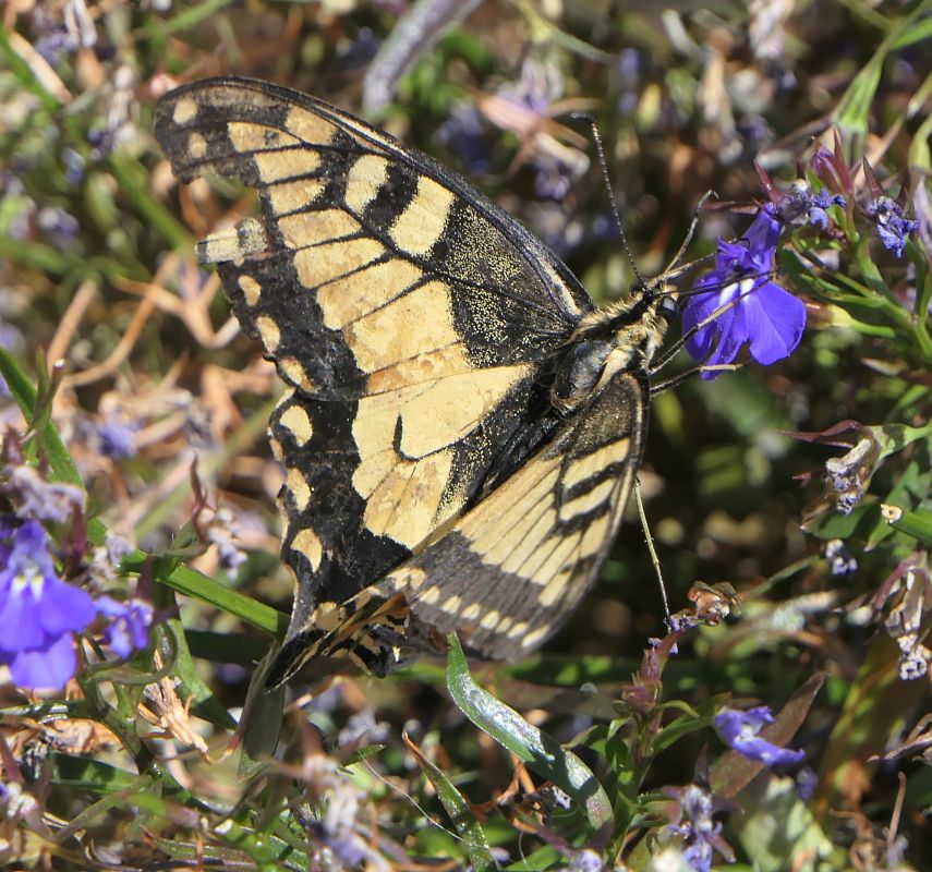 Papilio machaon  - Fabio Angeli